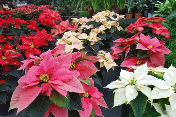 马醉木室内有毒吗