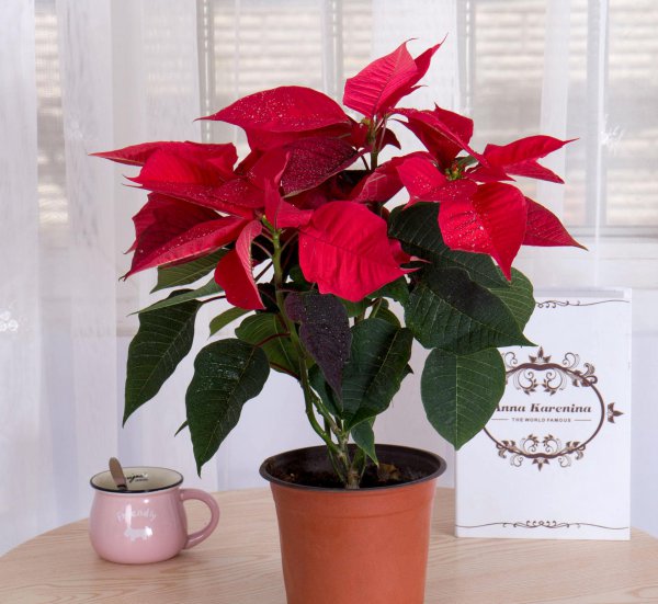 马醉木室内有毒吗