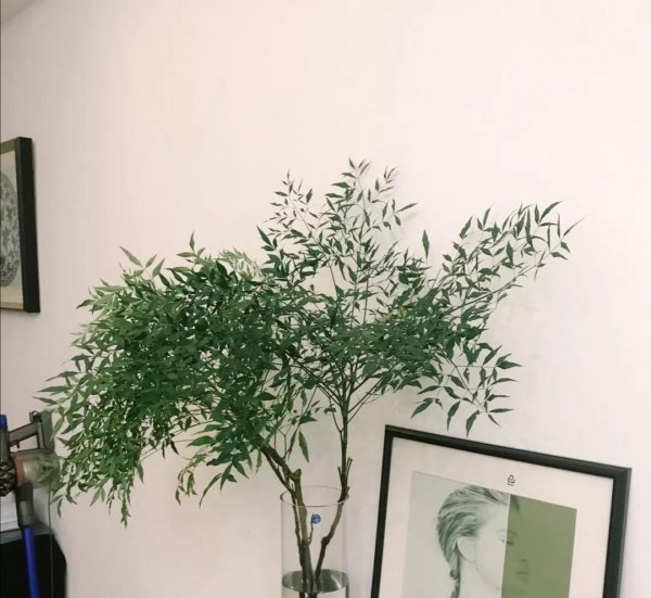 马醉木室内有毒吗