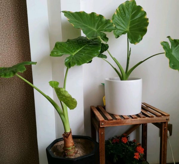 马醉木室内有毒吗