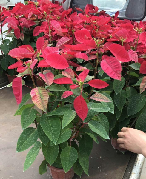 马醉木室内有毒吗