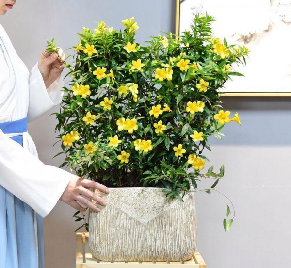 马醉木室内有毒吗