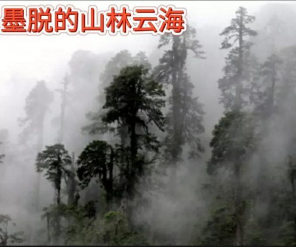 墨脱海拔高度是多少米