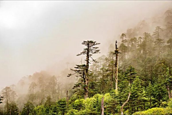 墨脱海拔高度是多少米