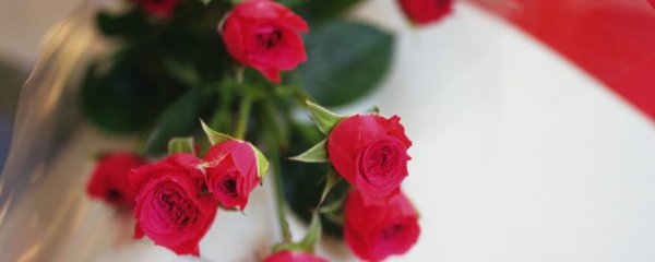 玫瑰怎么保鲜时间最长