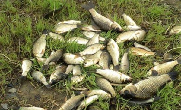 夏季钓鲫鱼用什么饵料好