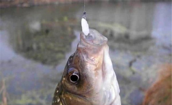 夏季钓鲫鱼用什么饵料好