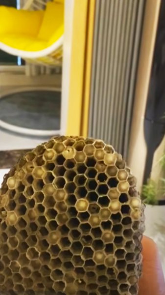家里有马蜂窝怎么处理