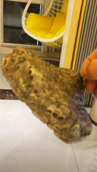 家里有马蜂窝怎么处理