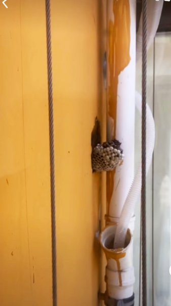 家里有马蜂窝怎么处理