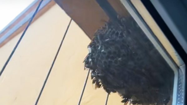 家里有马蜂窝怎么处理