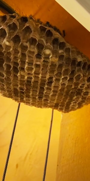 家里有马蜂窝怎么处理