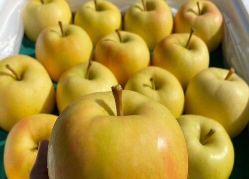 十大优质苹果品种分布