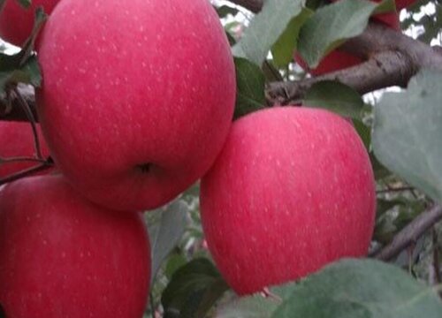 十大优质苹果品种分布