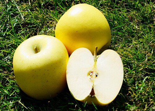 十大优质苹果品种分布