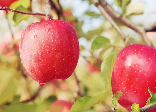 十大优质苹果品种分布