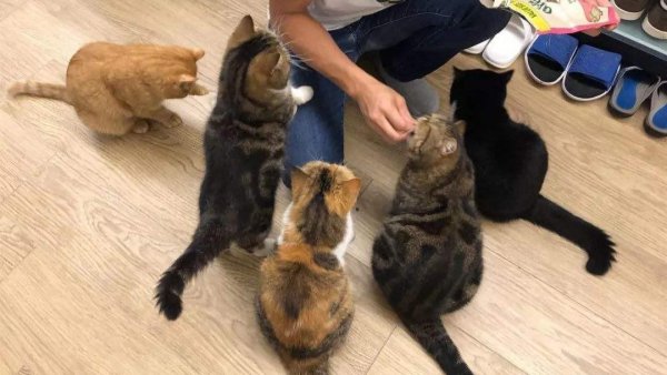 自由度极高的冷门工作