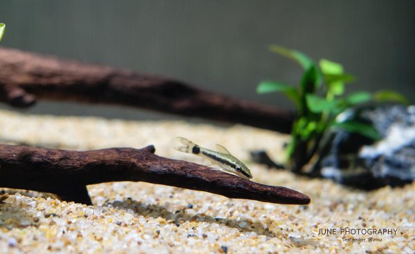 鱼缸养鱼前最简单的养水方法