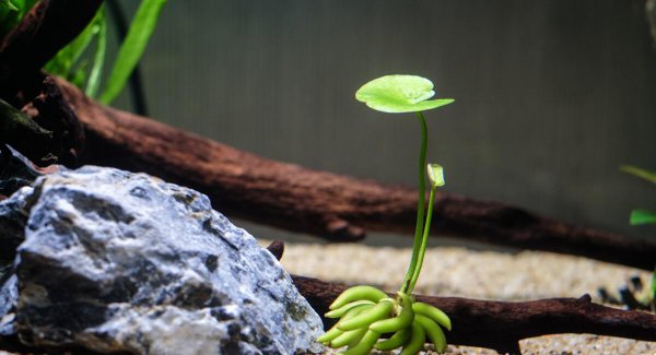 鱼缸养鱼前最简单的养水方法