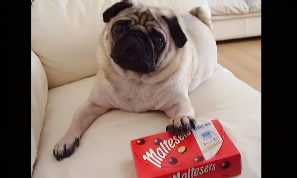 养狗注意事项有哪些