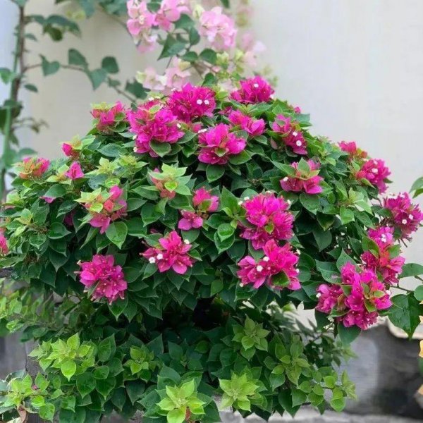 三角梅最勤花品种排行榜