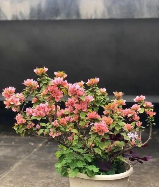 三角梅最勤花品种排行榜