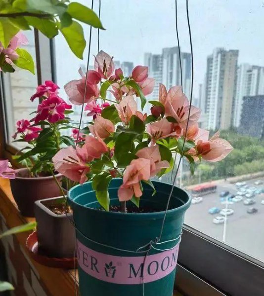 三角梅最勤花品种排行榜