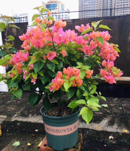 三角梅最勤花品种排行榜