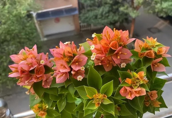 三角梅最勤花品种排行榜