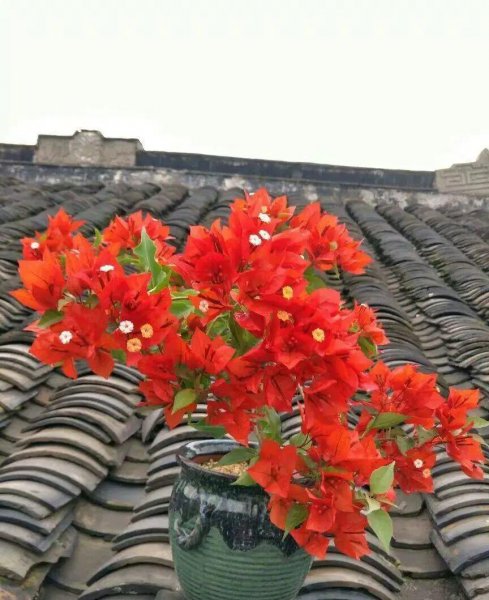 三角梅最勤花品种排行榜