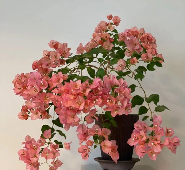 三角梅最勤花品种排行榜