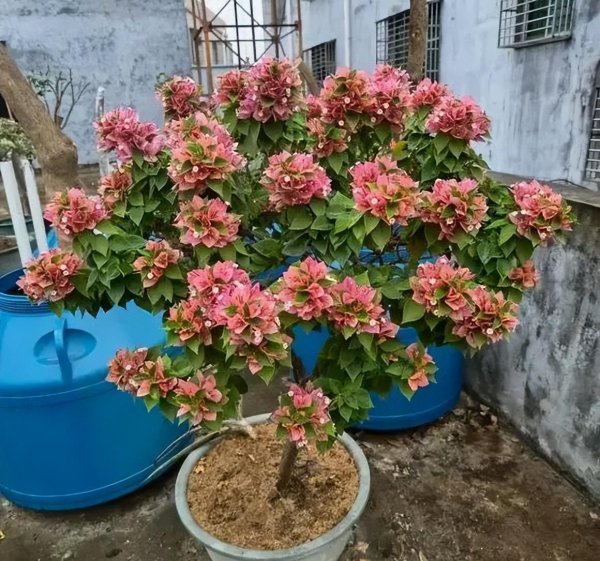 三角梅最勤花品种排行榜