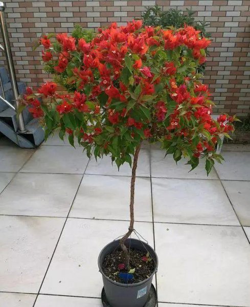 三角梅最勤花品种排行榜