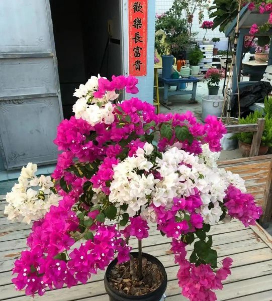 三角梅最勤花品种排行榜