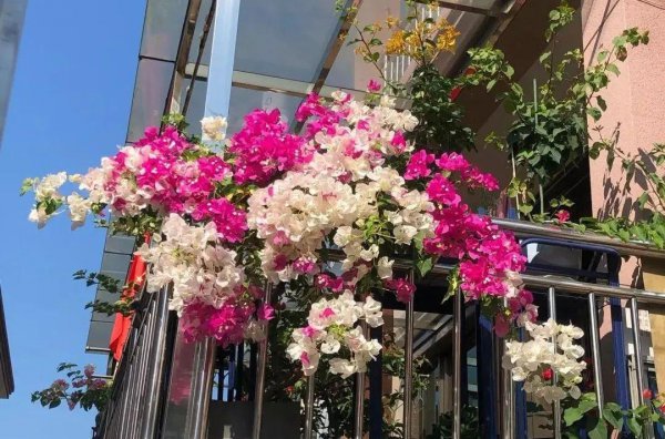 三角梅最勤花品种排行榜