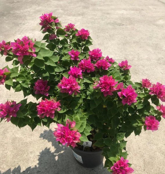 三角梅最勤花品种排行榜