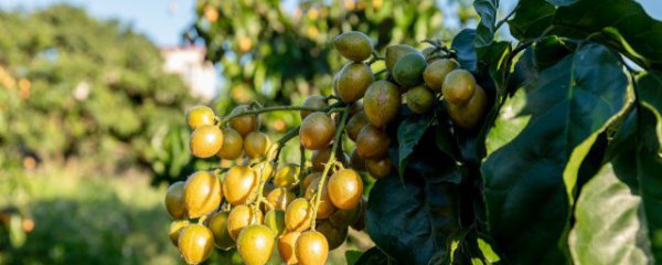 水果店内如何保鲜储存呢