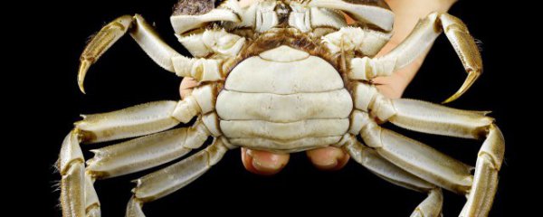 螃蟹用什么方法长期保存