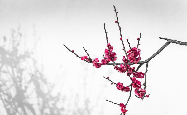 审美是什么意思