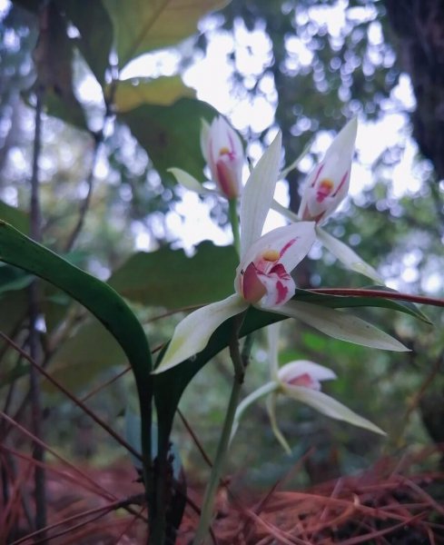 兔耳兰是国家保护植物吗