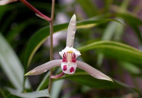 兔耳兰是国家保护植物吗