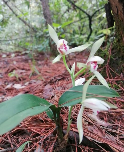 兔耳兰是国家保护植物吗