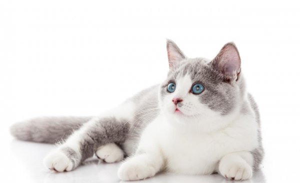 养猫一个月最低开销费用