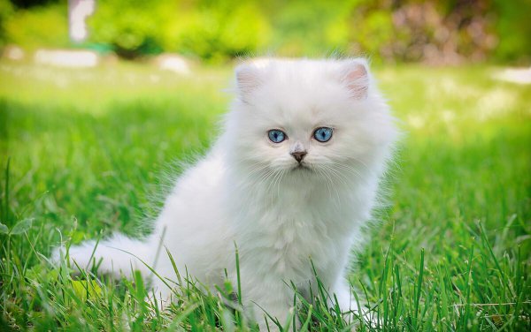 养猫一个月最低开销费用