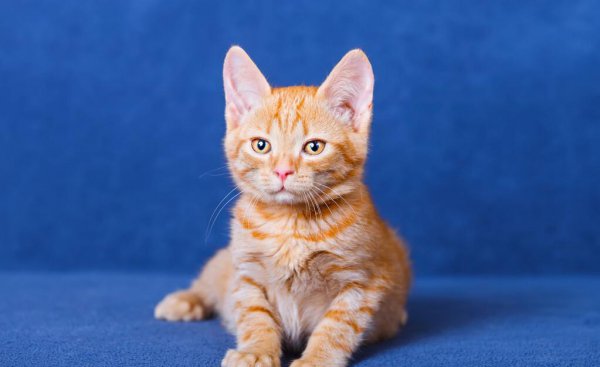 养猫一个月最低开销费用