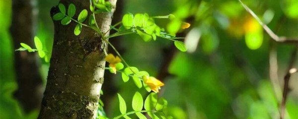 地球上生长最快的树是什么树木