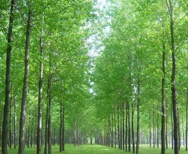 地球上生长最快的树是什么树木