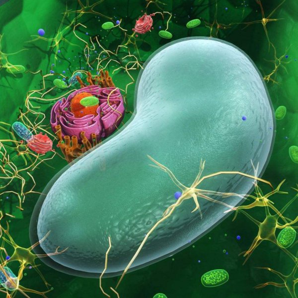 地球上生长最快的树是什么树木