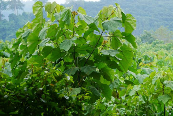 地球上生长最快的树是什么树木