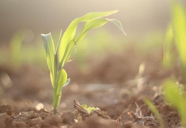 地球上生长最快的树是什么树木